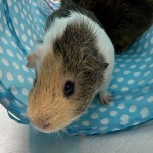 Harold, Adult Male unknown