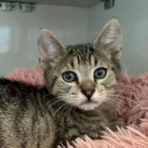 Yuzo Domestic Short Hair Cat