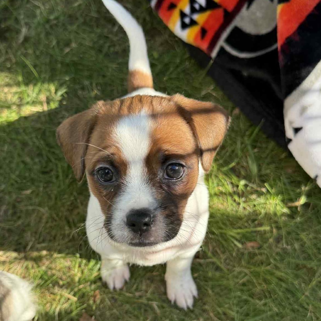 Penny