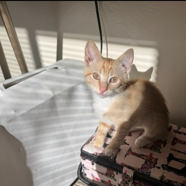 Faline (mint), an adoptable Domestic Short Hair in Talent, OR, 97540 | Photo Image 1
