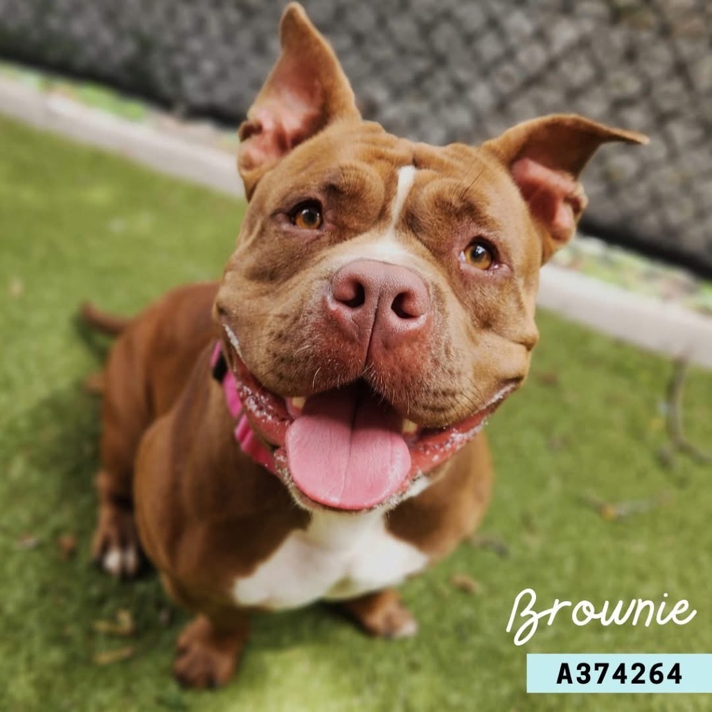 Brownie, an adoptable English Bulldog, American Staffordshire Terrier in Brainerd, MN, 56401 | Photo Image 1