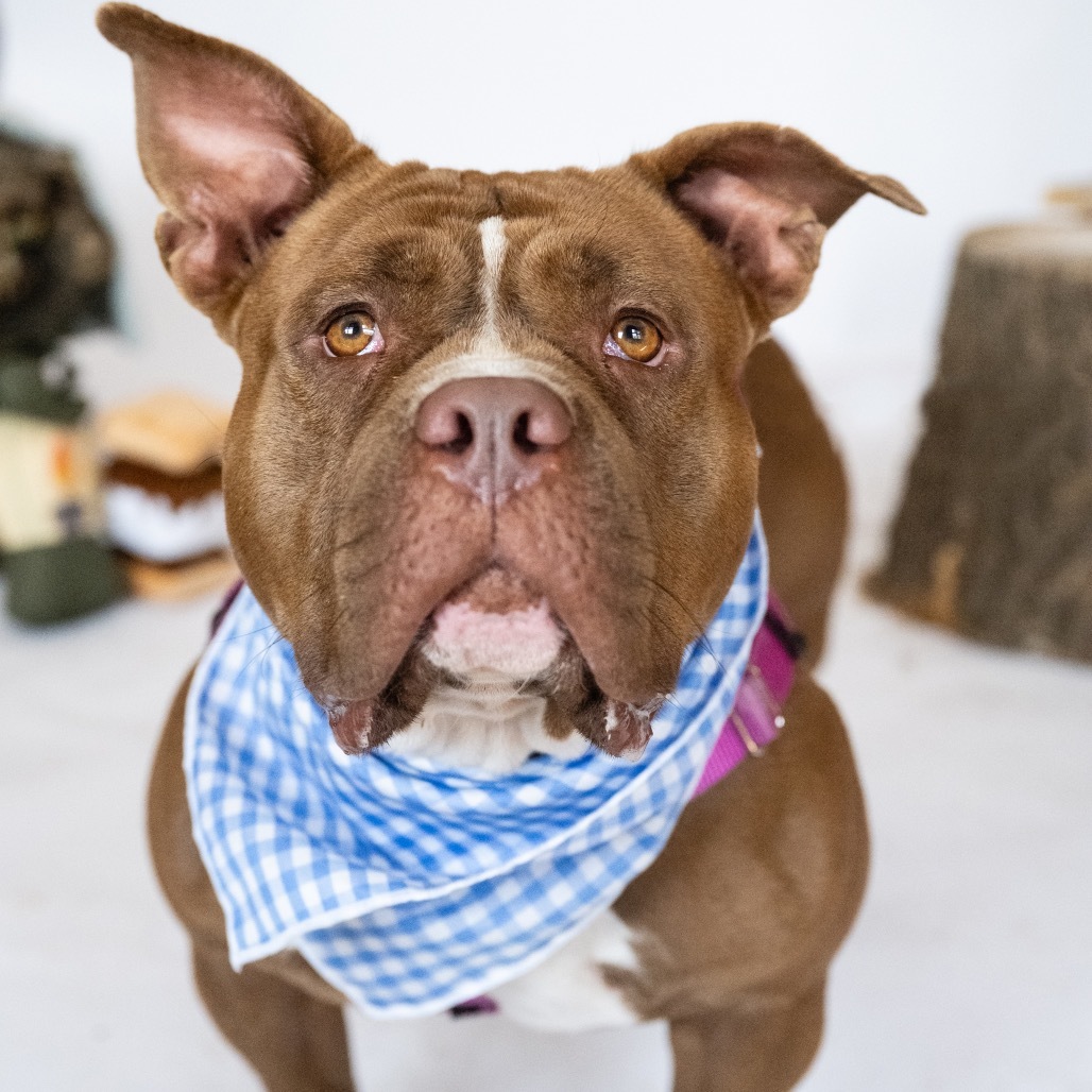 Brownie, an adoptable English Bulldog, American Staffordshire Terrier in Brainerd, MN, 56401 | Photo Image 2