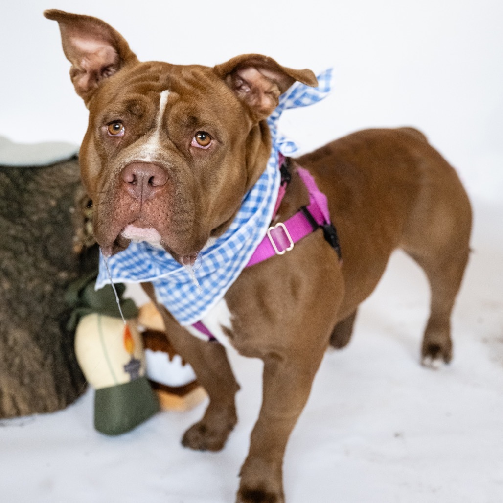 Brownie, an adoptable English Bulldog, American Staffordshire Terrier in Brainerd, MN, 56401 | Photo Image 3