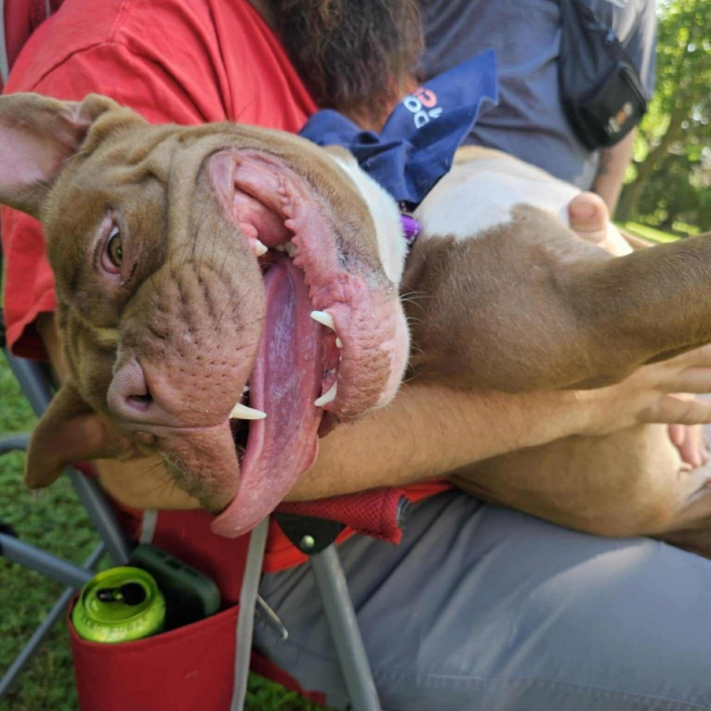 Brownie, an adoptable English Bulldog, American Staffordshire Terrier in Brainerd, MN, 56401 | Photo Image 4