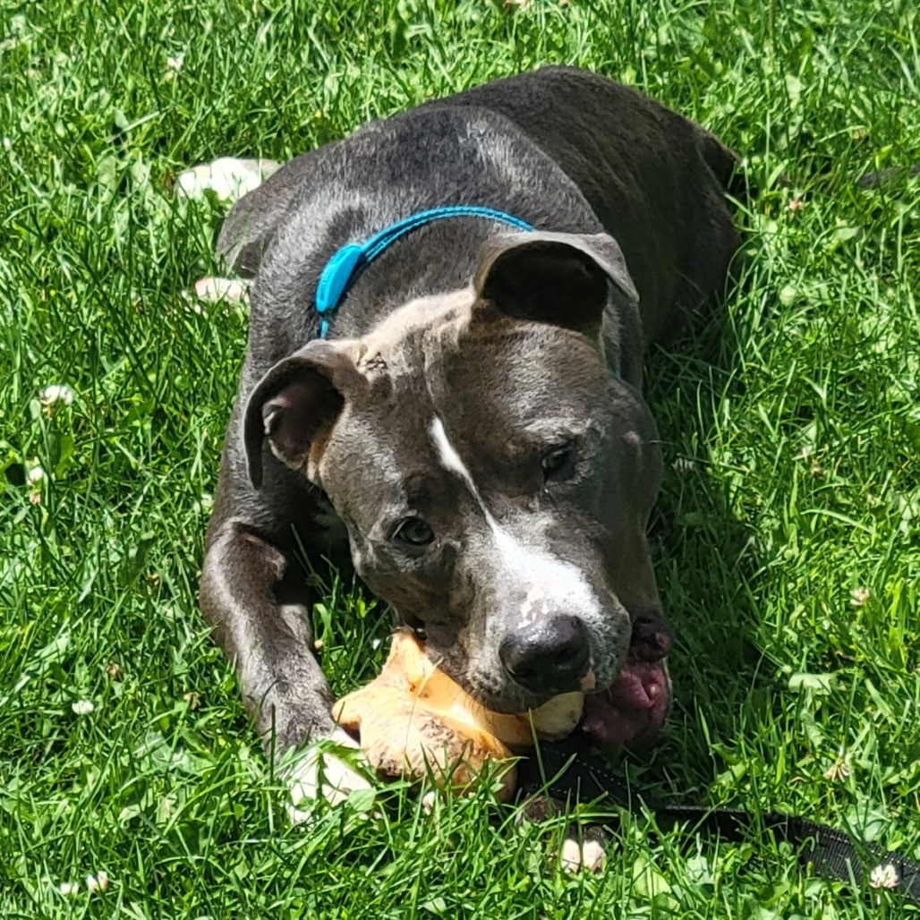 Cobalt, an adoptable Pit Bull Terrier in Brainerd, MN, 56401 | Photo Image 1