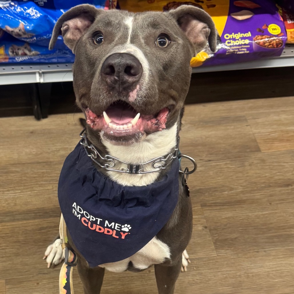 Cobalt, an adoptable Pit Bull Terrier in Brainerd, MN, 56401 | Photo Image 1