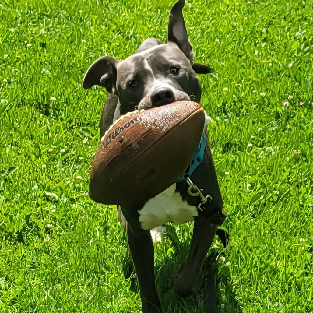 Cobalt, an adoptable Pit Bull Terrier in Brainerd, MN, 56401 | Photo Image 3