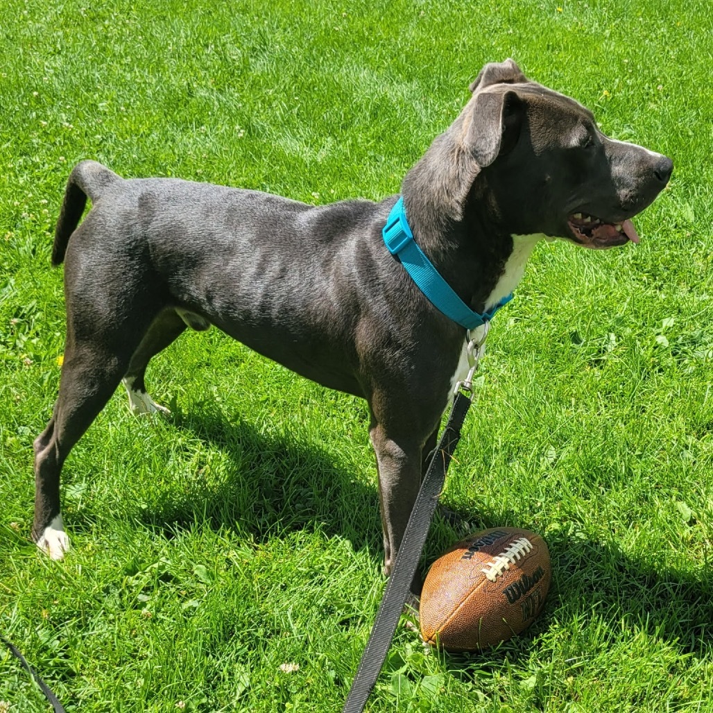 Cobalt, an adoptable Pit Bull Terrier in Brainerd, MN, 56401 | Photo Image 3