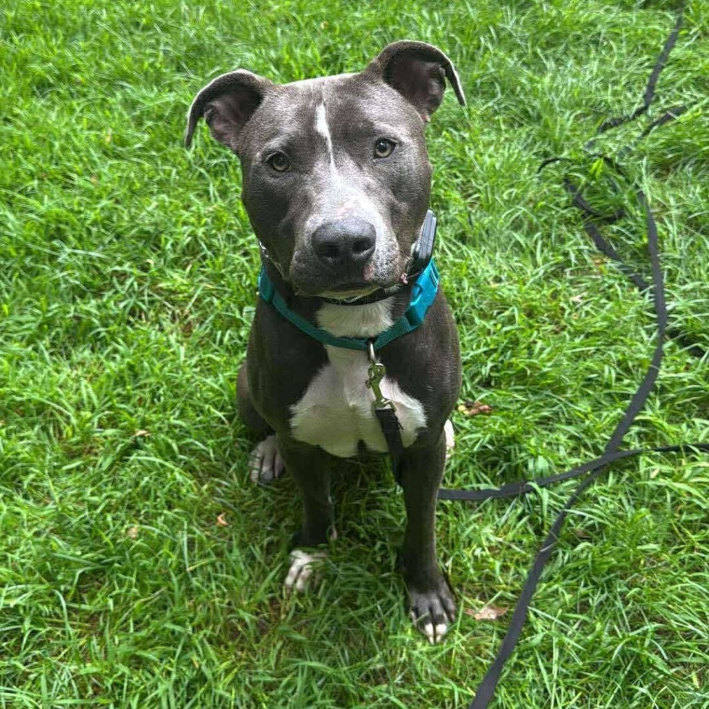 Cobalt, an adoptable Pit Bull Terrier in Brainerd, MN, 56401 | Photo Image 4