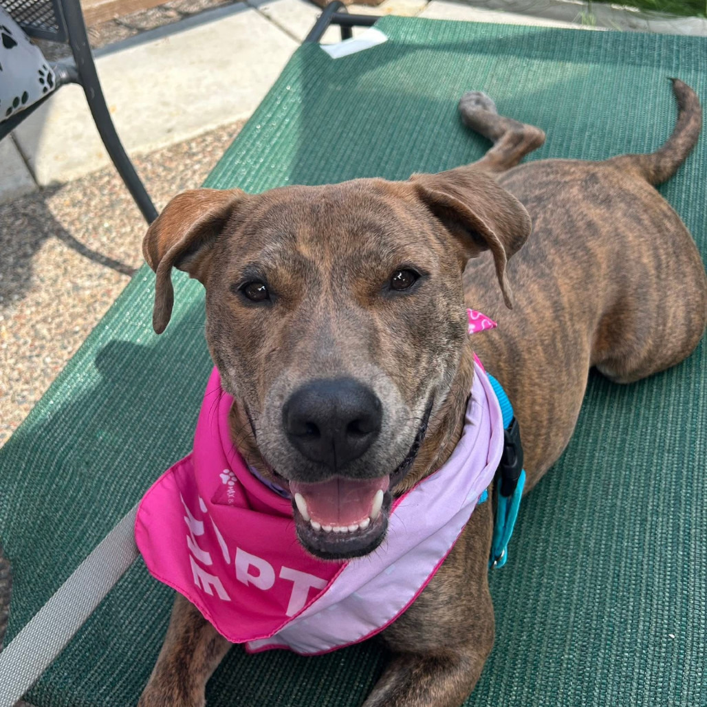 Hera, an adoptable Pit Bull Terrier in Sauk Rapids, MN, 56379 | Photo Image 1