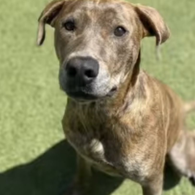 Hera, an adoptable Pit Bull Terrier in Sauk Rapids, MN, 56379 | Photo Image 2