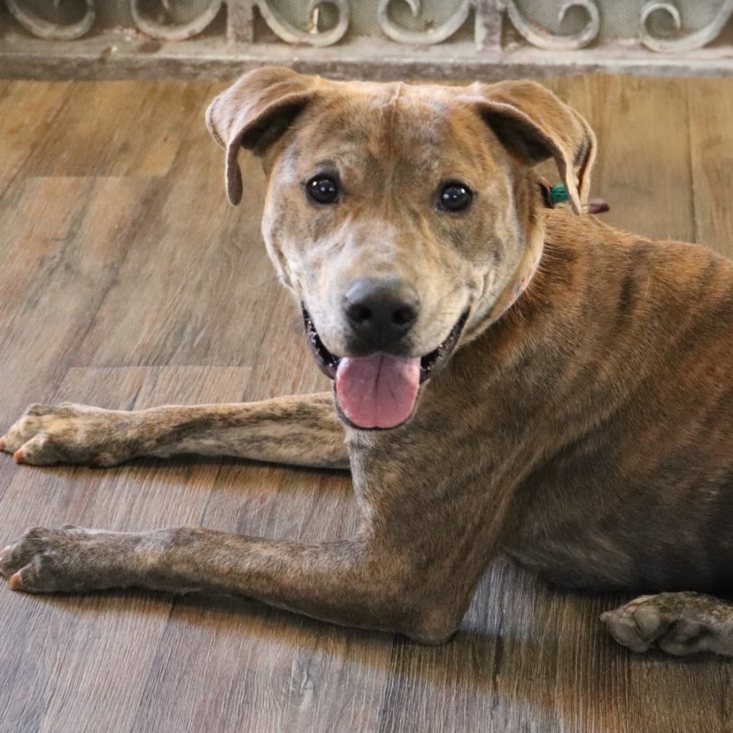 Hera, an adoptable Pit Bull Terrier in Sauk Rapids, MN, 56379 | Photo Image 3