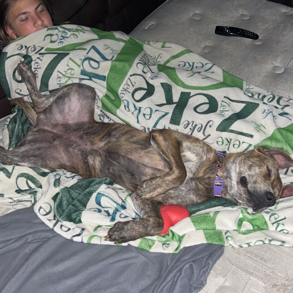 Hera, an adoptable Pit Bull Terrier in Sauk Rapids, MN, 56379 | Photo Image 4