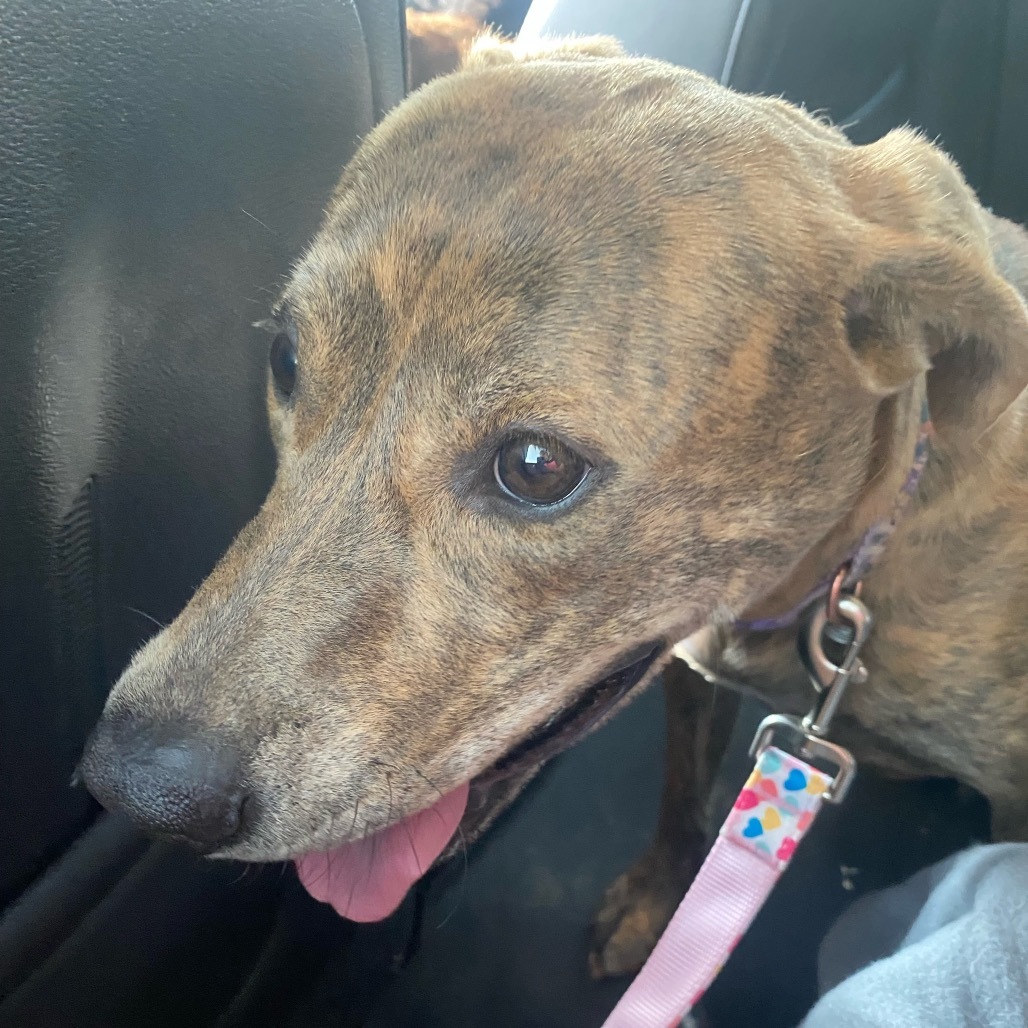 Hera, an adoptable Pit Bull Terrier in Brainerd, MN, 56401 | Photo Image 6