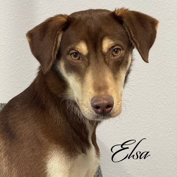 Elsa