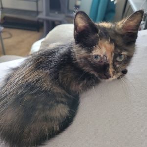 Baby Spice, Baby Female unknown