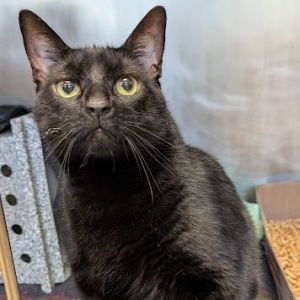 Tubbs - IN FOSTER, Senior Male unknown