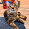 Ranger - IN FOSTER photo 1