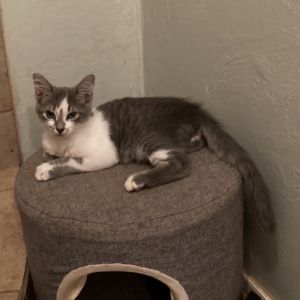 Spunky Dyal-SD Domestic Short Hair Cat