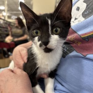 Crash Herzog-KH Domestic Short Hair Cat