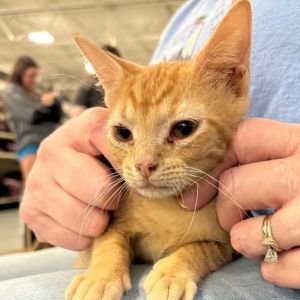 Alfalfa Herzog-KH Domestic Short Hair Cat