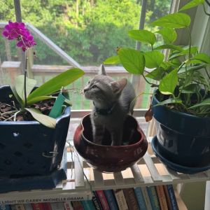 Maude Jones(dark blue collar)-RJ Domestic Short Hair Cat