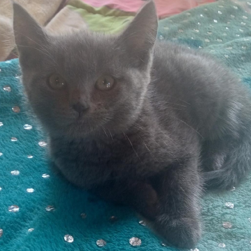 Elle/Biscuit