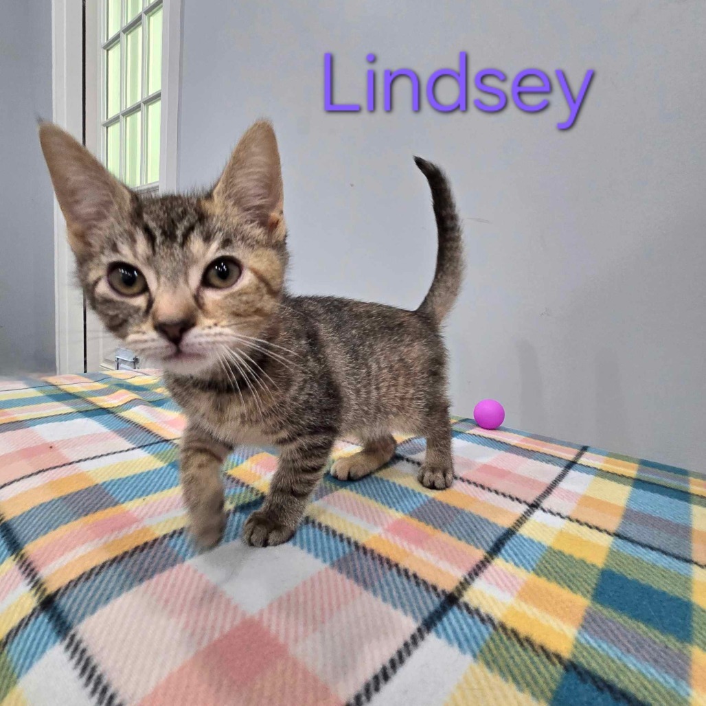 Lindsey