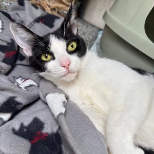 We call this lil gal Dixie as her life is a true reflection of a sad country song Thrown out