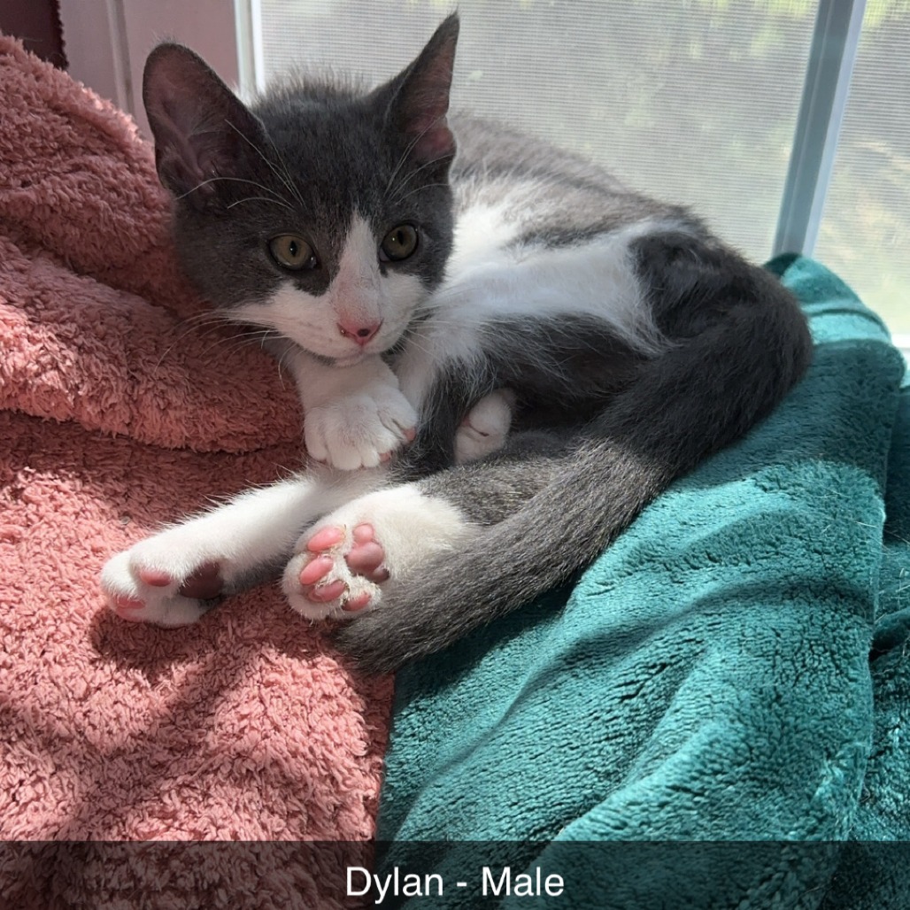 Dylan