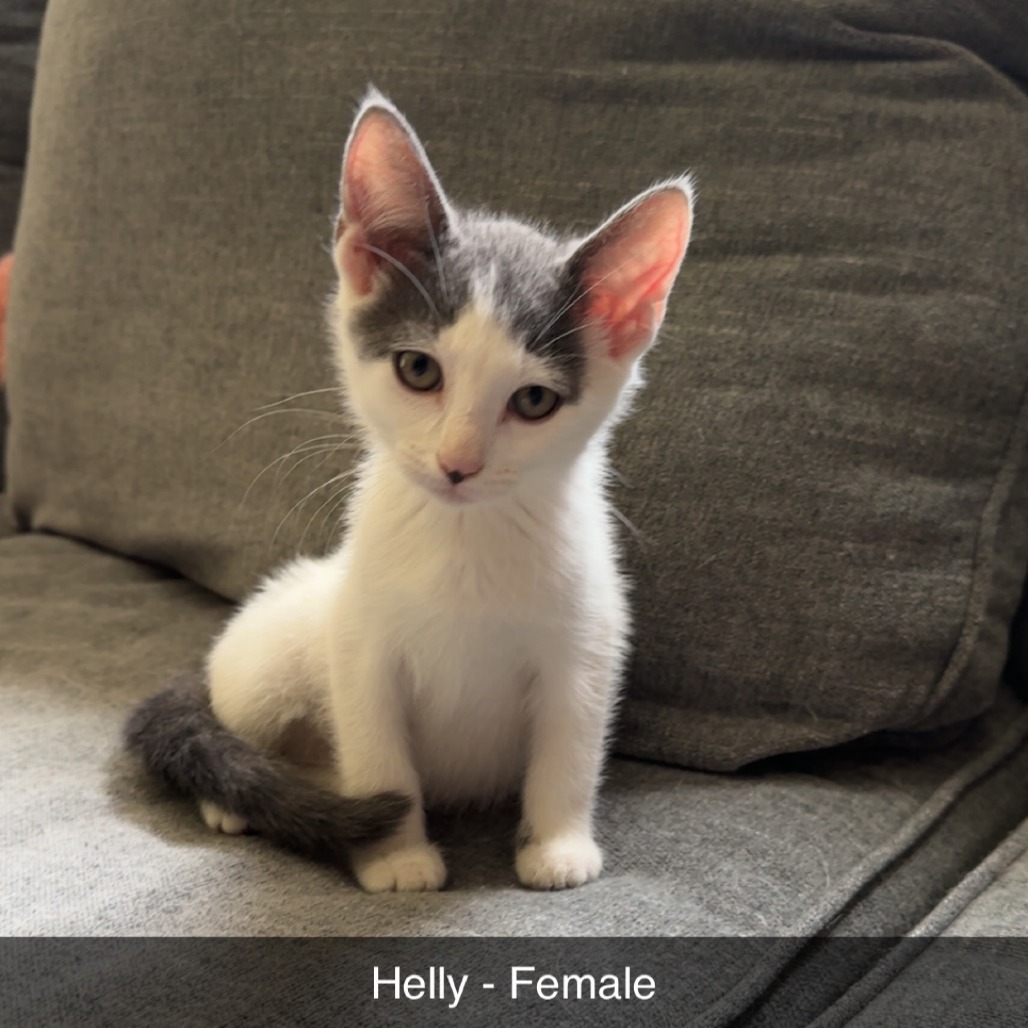 Helly