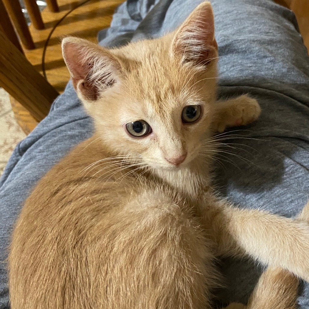 Tater Tot