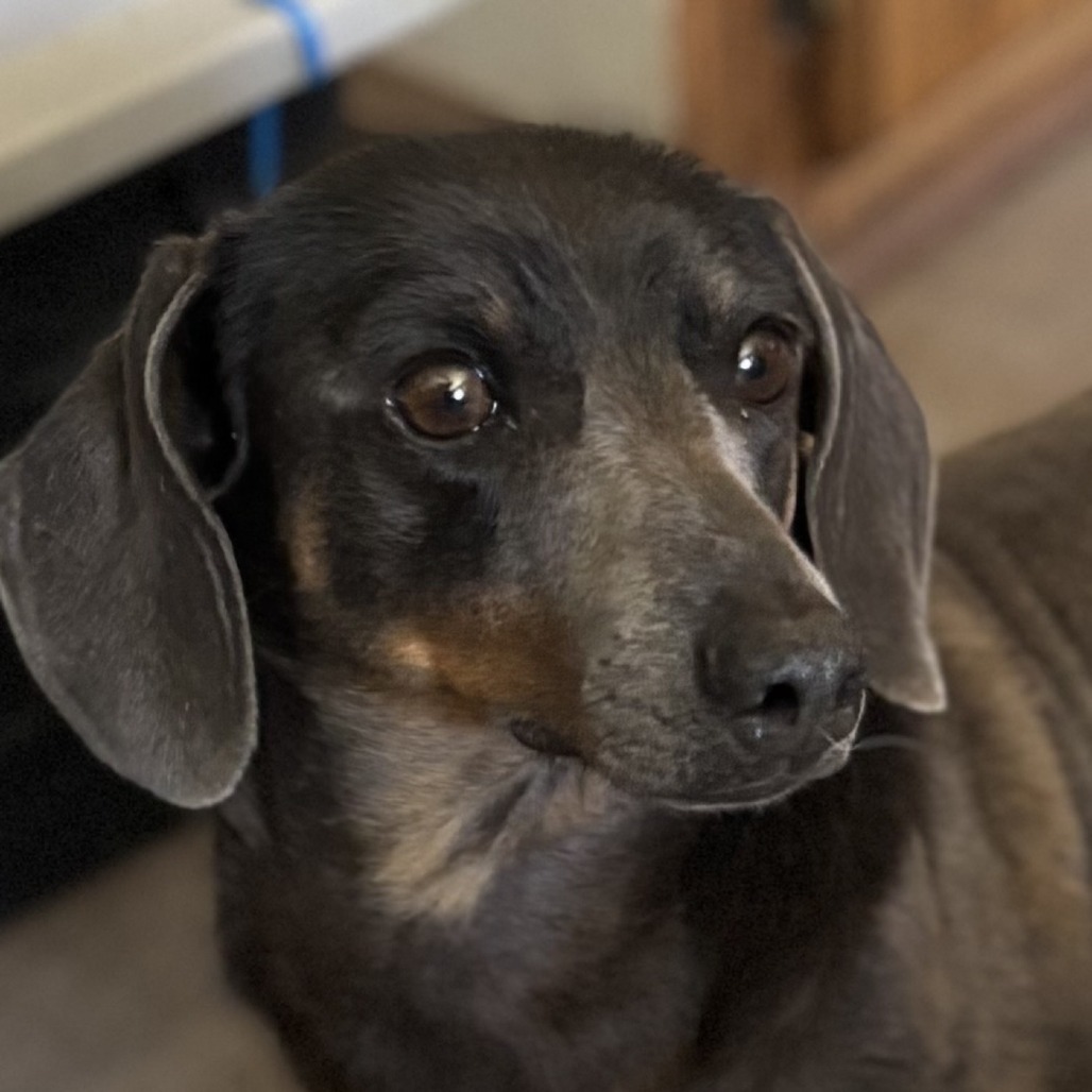 Bucky, an adoptable Dachshund in Kim, CO, 81049 | Photo Image 1