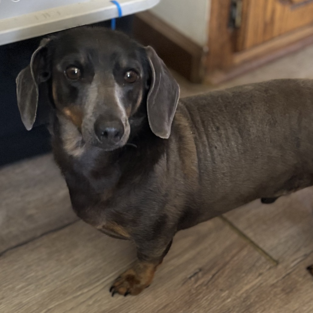 Bucky, an adoptable Dachshund in Kim, CO, 81049 | Photo Image 2