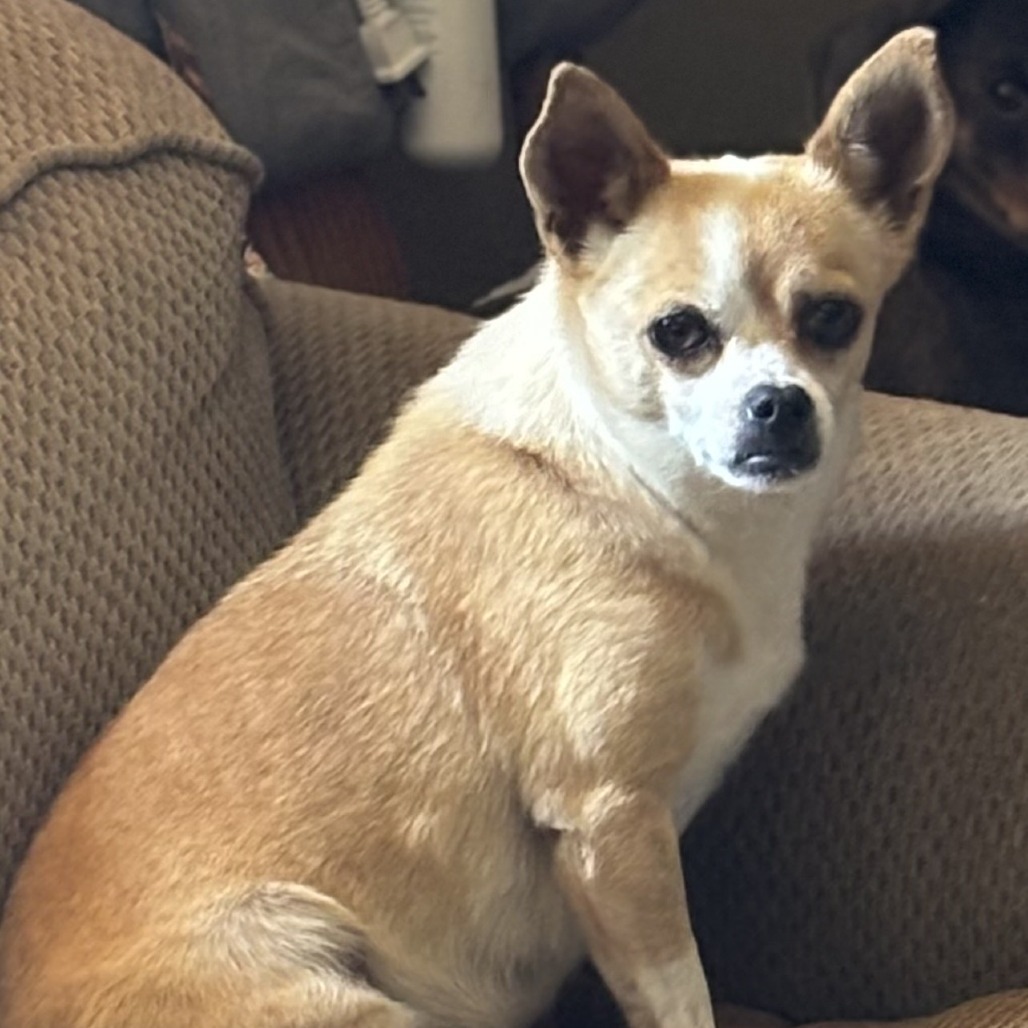 Squirt, an adoptable Chihuahua in Kim, CO, 81049 | Photo Image 1