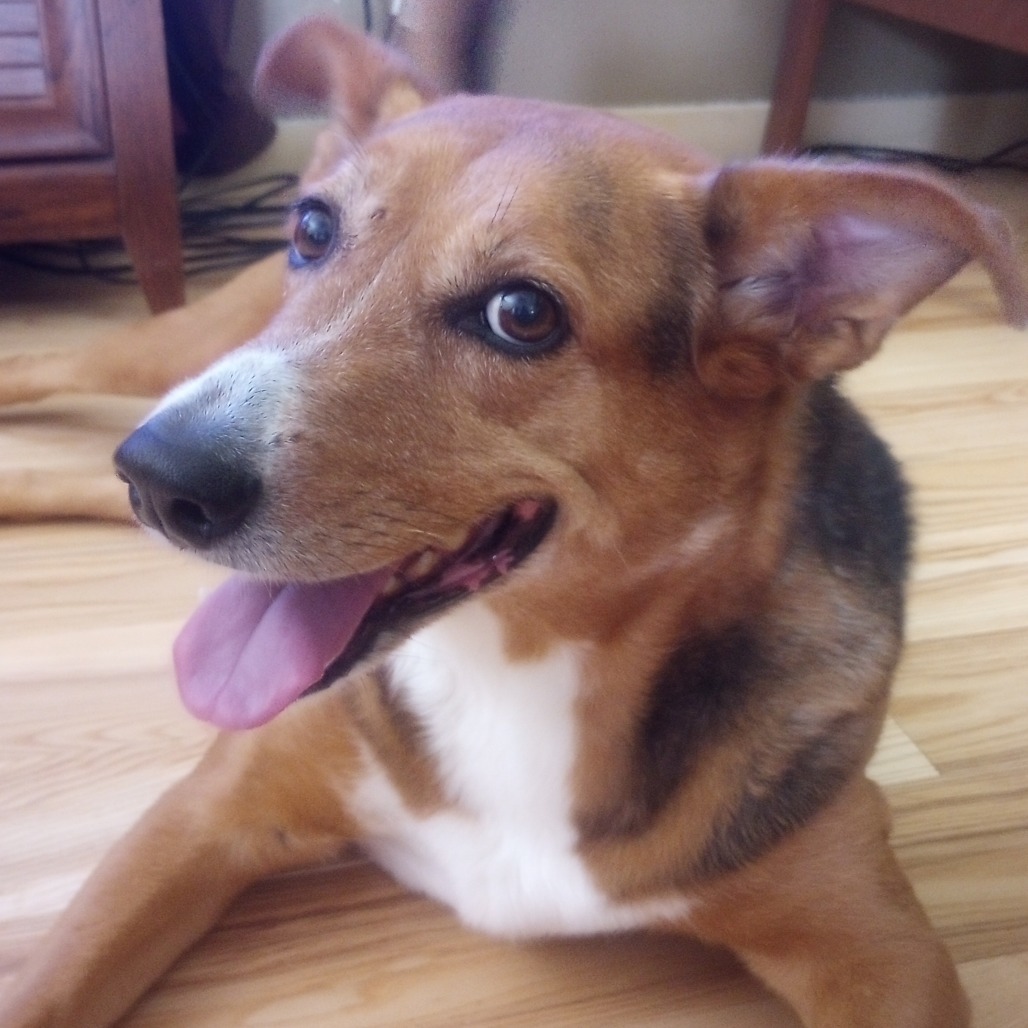 Isabella, an adoptable German Shepherd Dog, Mixed Breed in Fort Collins, CO, 80526 | Photo Image 1