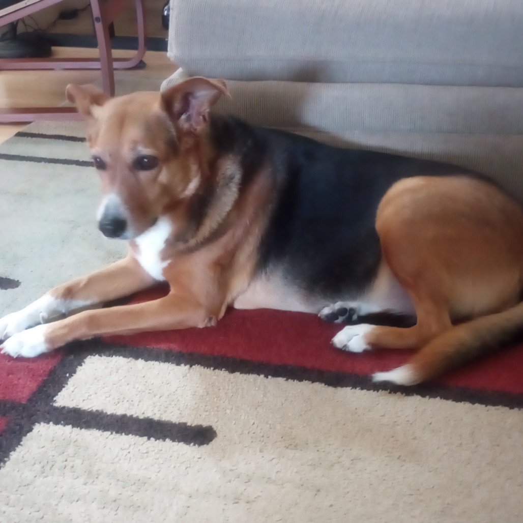 Isabella, an adoptable German Shepherd Dog, Mixed Breed in Fort Collins, CO, 80526 | Photo Image 2