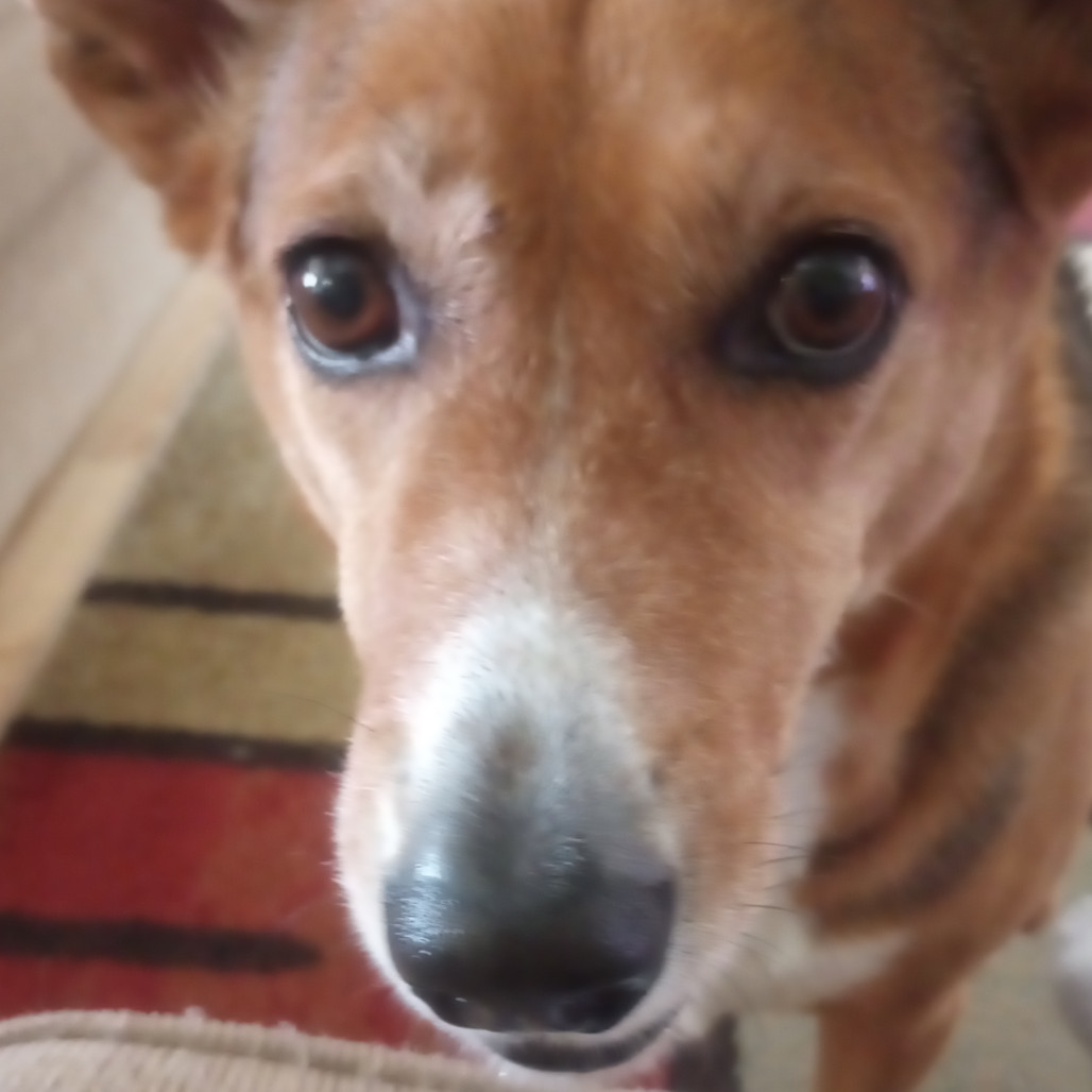 Isabella, an adoptable German Shepherd Dog, Mixed Breed in Fort Collins, CO, 80526 | Photo Image 3