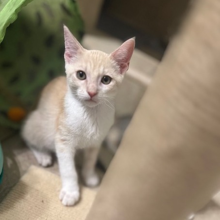 Pip