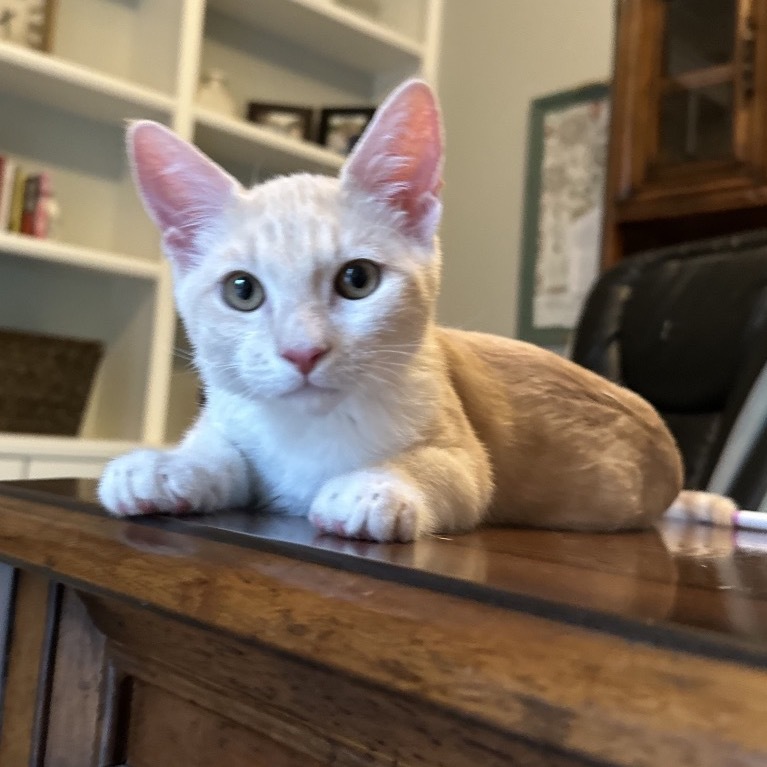 Pip