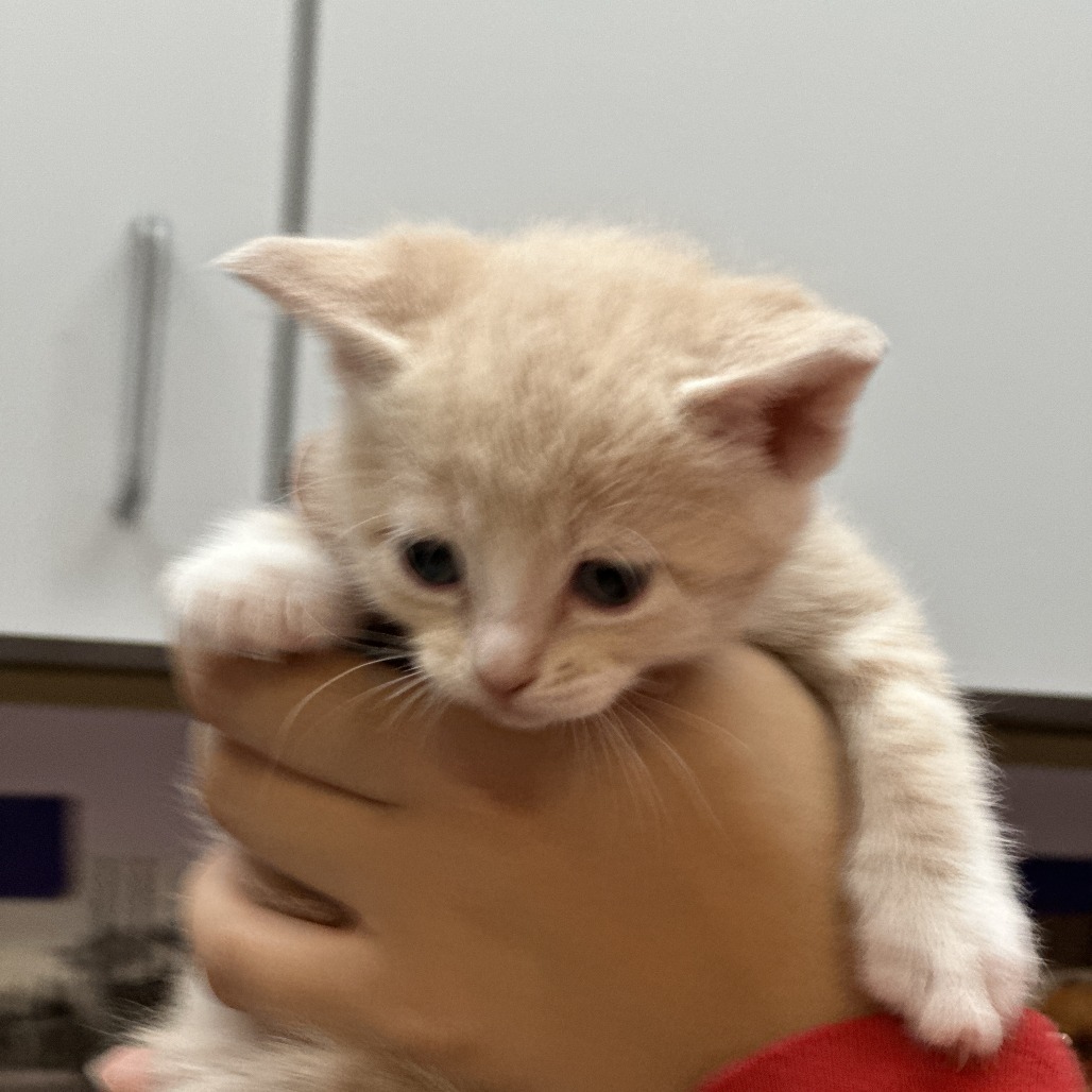 Pip