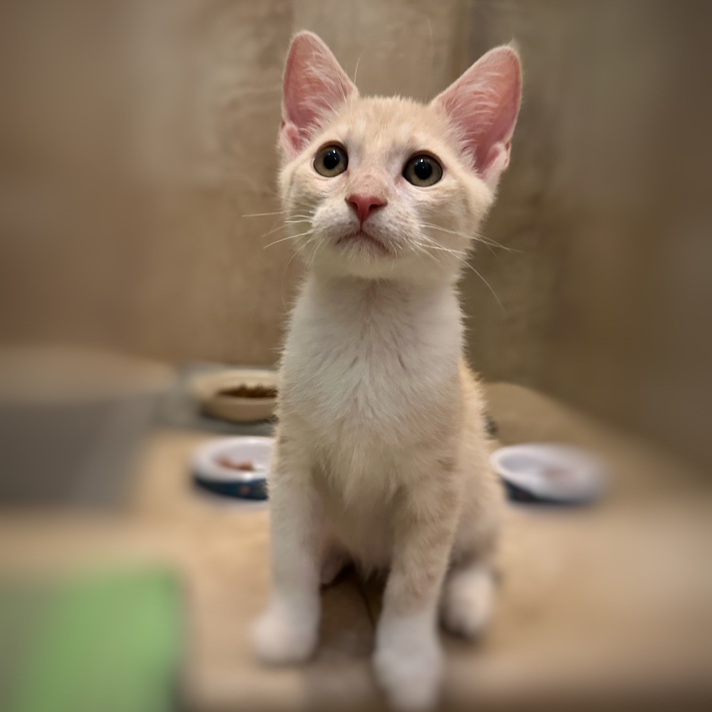 Pip