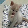 Morris photo 5