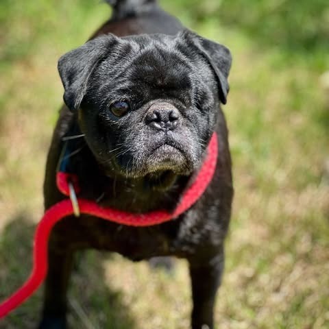 Winston