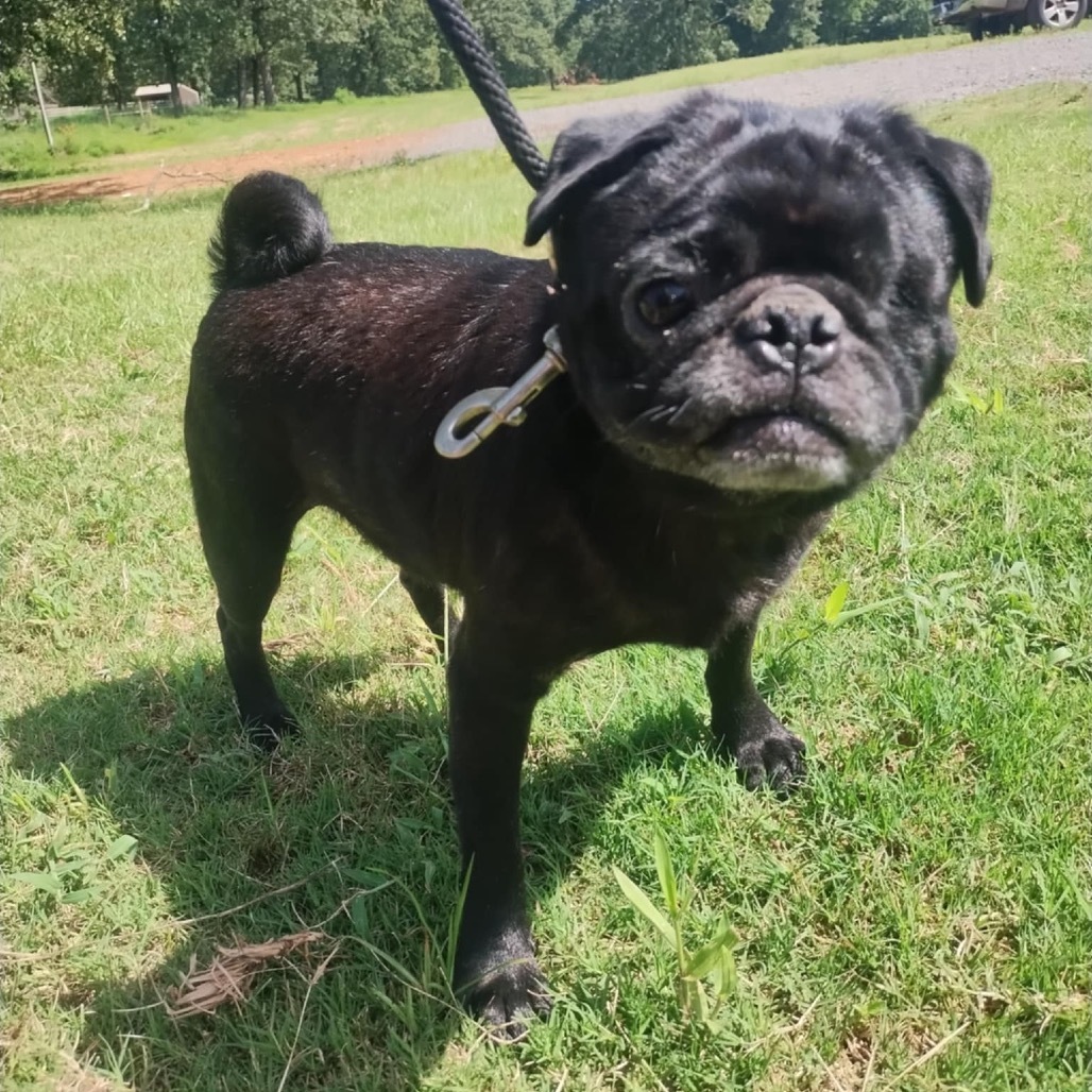 Winston