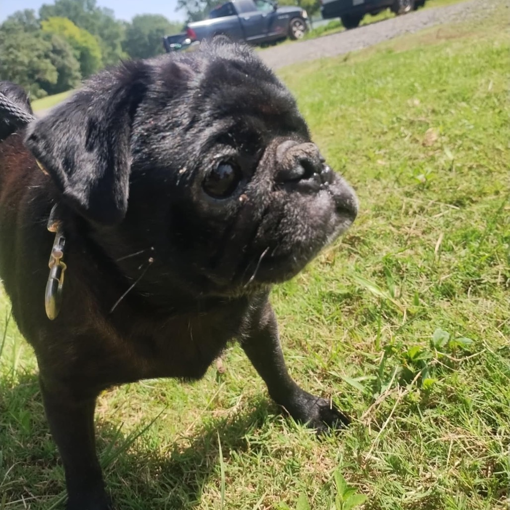 Winston