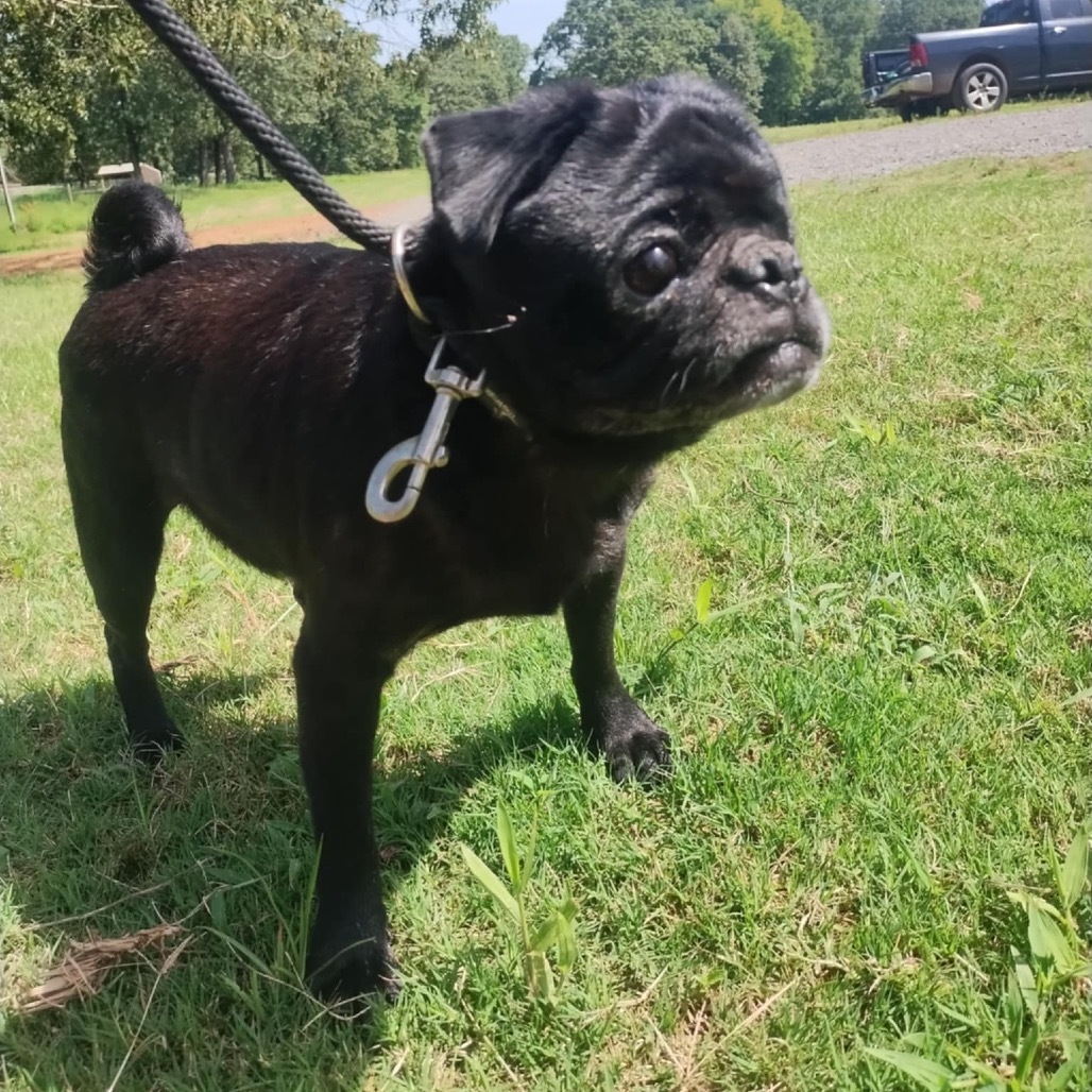 Winston