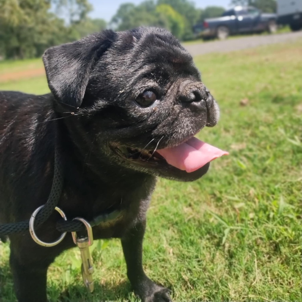 Winston