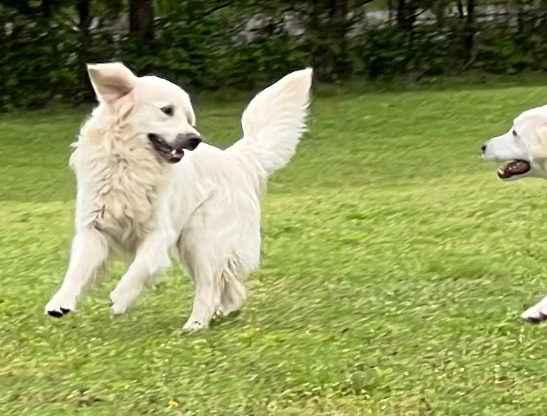 Kevin, an adoptable Akbash in Farmersville, TX, 75442 | Photo Image 1