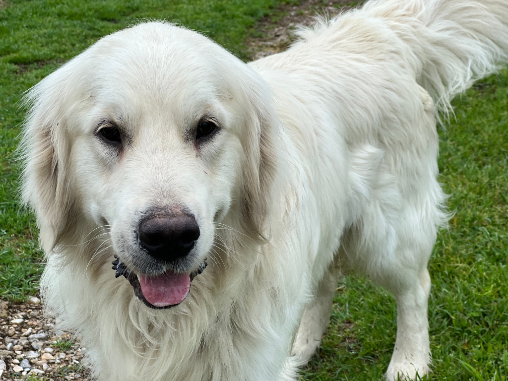 Kevin, an adoptable Akbash in Farmersville, TX, 75442 | Photo Image 2
